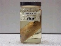 藏品(史氏鸚哥魚)的圖片